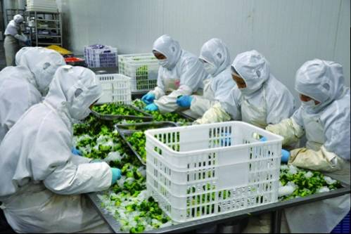 方法:原料集中加工降成本