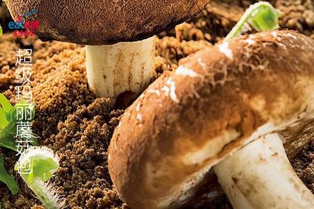 超级玛丽蘑菇包