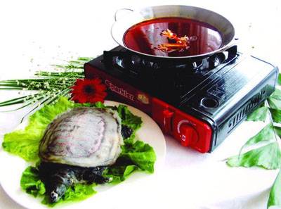 荆沙甲鱼