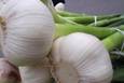 金乡大蒜：个头最大  营养药用价值全国第一