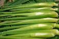 缙云茭白：鲜嫩脆口，质优味美！