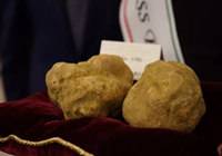 大董：10万欧元 拍下白松露
