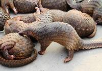 中华穿山甲比大熊猫珍贵吗？