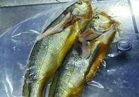 深圳:4628元“天价鱼”最新处理结果