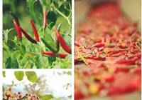 德庄火锅：用麻辣匠心构筑五道防线