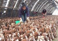 我国食用菌规模日益壮大