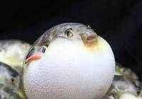 江苏:江鲜上市季 每天吃掉15万条河豚