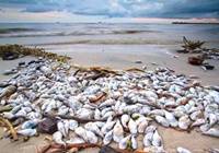 食药总局：慎食赤潮地区贝类海鲜