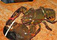 132岁龙虾重回大海 在餐厅“被困”20年