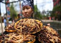 丽江：吃昆虫大赛真疯狂 游客吃2斤获金条