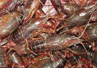 湖南:小龙虾首次出口柬埔寨