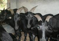 “贵州黑山羊美食之都”出炉