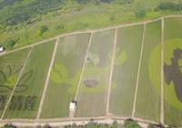 阳澄湖第二届“六月黄”美食节开幕