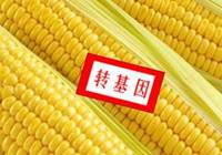 农业部:再发两个进口转基因生物安全证书