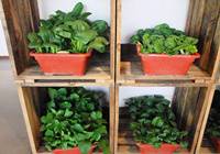 西安：中小型餐饮店高温费落实难 