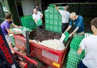 欧洲：数百万“毒鸡蛋”紧急召回