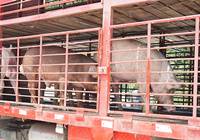 湖南：980头美国种猪包机来中国