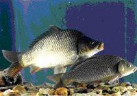 美国：全球首批转基因三文鱼上市销售