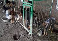 北京：“猫狗肉黑色产业链”窝点曝光