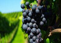 西安：2万斤葡萄被销毁