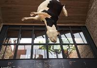 餐厅悬挂奶牛尸体惹争议 