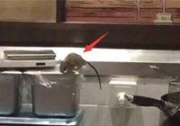 上海：仰望包脚布餐厅现大量老鼠 