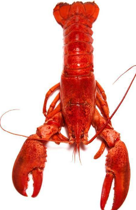 瑞士新规全面禁止餐厅活煮有壳海鲜 下锅前需“麻醉”