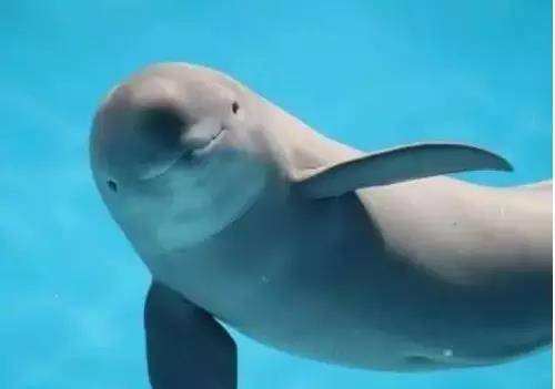 餐饮业的耻辱，山东威海一餐厅宰杀江豚，结果悲剧了....