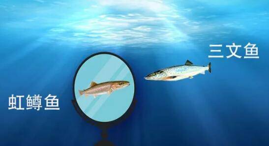 三文鱼VS虹鳟鱼，今儿不谈真伪，谈谈餐厅老板的应对之策