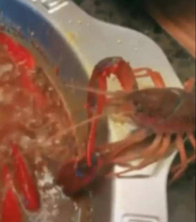 小龙虾为从火锅中逃跑，竟然“自断臂”