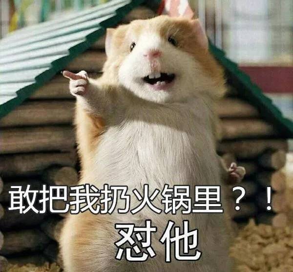 餐饮人不是好欺负的！把老鼠放火锅里，敲诈500万的人悲剧了...