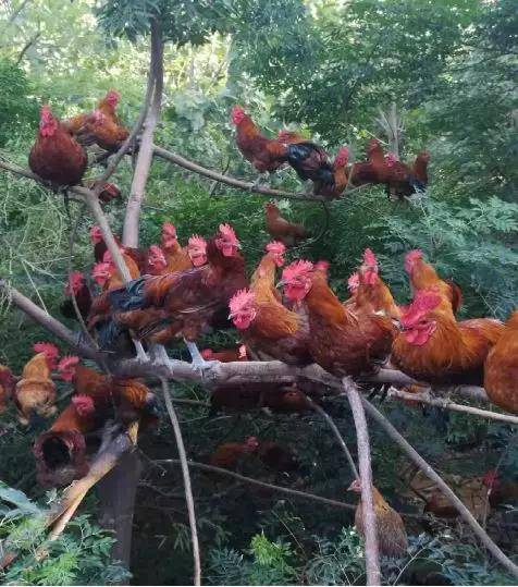 每年吃掉1460万只鸡，没有一只鸡可以活着离开这座城市！