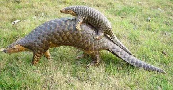 为什么是5只能换一栋小楼房的穿山甲？野味餐厅的生死劫