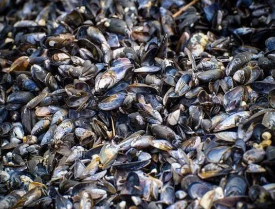 超50万自然生长贻贝大死亡，可能只是开始