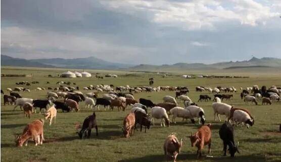 蒙古国的3万只羊来了，中国如何处理？