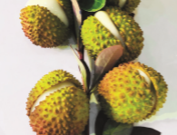 问答｜荔枝山药如何确保外形完整？