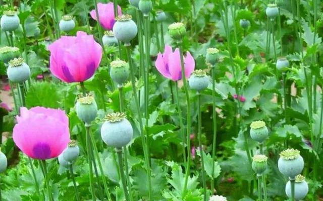 外卖里有一整颗罂粟？