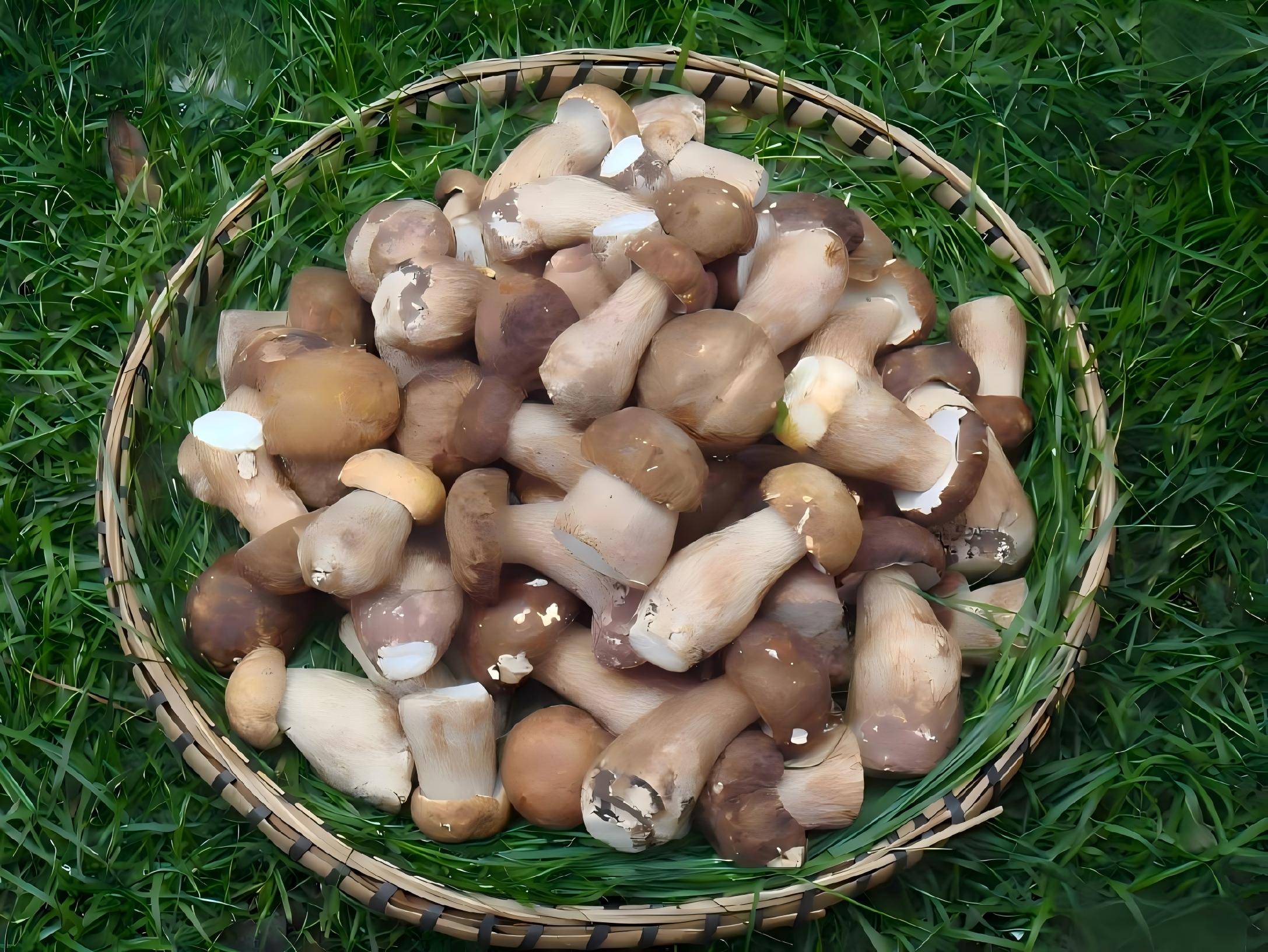 海底捞“菌菇工坊”落地上海，开卖“云贵山野味”！